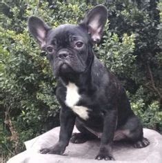 Our dogs and puppies are. View Ad: French Bulldog Puppy for Sale near New York ...