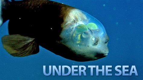The Seven Weirdest Creatures Under The Sea