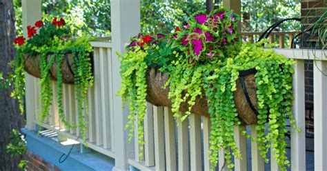 Feb 23, 2021 · you don't have to call versailles home to design a stunning outdoor space — even with a small patch of green, the creative planters and unique landscaping ideas here will make your small garden. Best Plants for Hanging Baskets | Hometalk