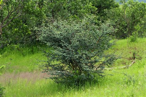 Flora Of Botswana Species Information Individual Images Acacia Senegal