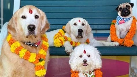 Diwali 2022 Interesting Facts About Nepals Tihar Worshipping Animals