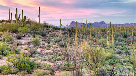 Visit tiendeo and get the latest weekly ads and coupons on grocery & drug. Sonoran Desert Hiking, Mountain Biking & Camping | Under ...