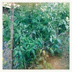 Florida Weave A Better Way To Trellis Tomatoes Vegetable Garden