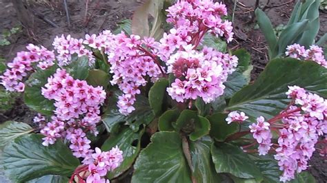 Bergenie kaufen und bestellen ✓ stauden: bergenia - YouTube