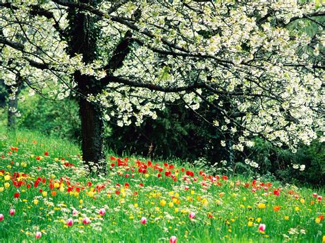 45 Beautiful Spring Scenery Wallpapers On Wallpapersafari