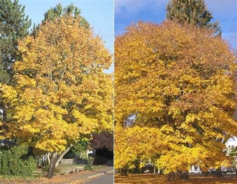 Norway Maple Fall Plants Street Trees Landscaping Plants