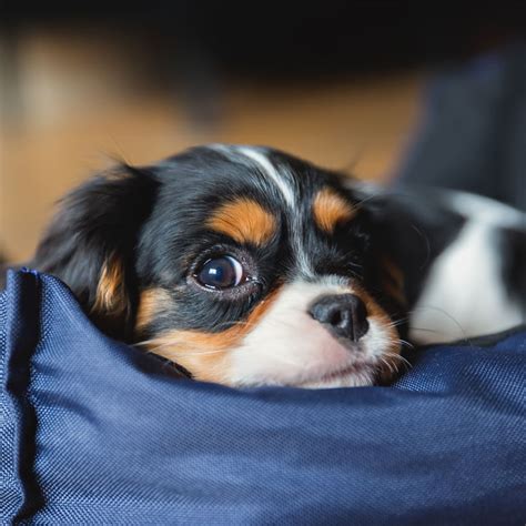 The cavalier king charles spaniel is intelligent, loving, and a popular choice for families. #1 | Cavalier King Charles Puppies For Sale By Uptown Puppies