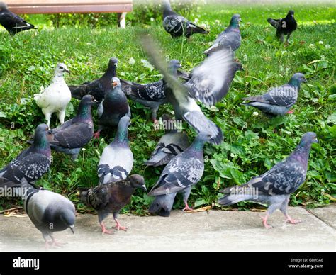 Pigeons In The Park Stock Photo Alamy