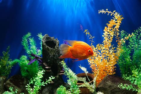 Tips For A Low Maintenance Fish Tank Pethelpful