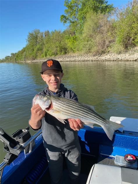 Sacramento River Fish Report Sacramento River Colusa Striped Bass