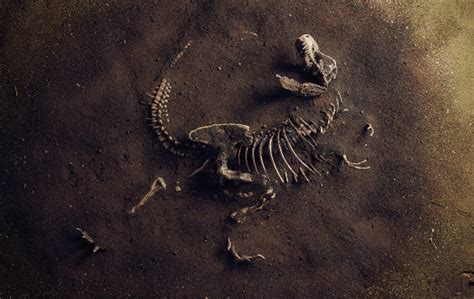 Dinosaur Fossil Found By Archaeologists Stock Photo Download Image