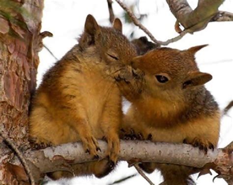 10 Adorable Pictures Of Animals Kissing