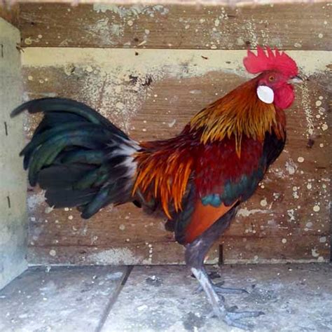 Sebagai makhluk hidup ciptaan tuhan tentu saja hewan ini memiliki khasnya tersendiri dan keunikannya tersendiri. Ayam Hutan Denak Untuk Di Jual. | Blog Ayam Hutan Ternak Anda!