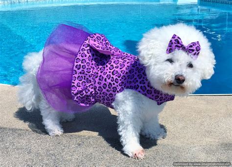 Buy Purple Diva Tutu Dress From Our Dog Couture Collection Sassy Dog