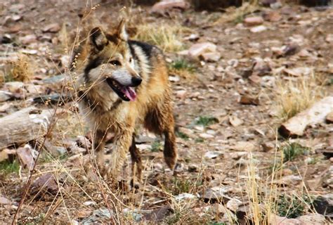 Wolf Kill Reimbursement Raises Hackles Of Ranchers Knau Arizona