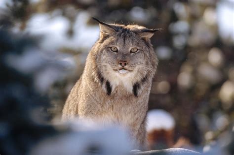 Maine Researchers Track Deadly Fights Between Lynx And Fishers