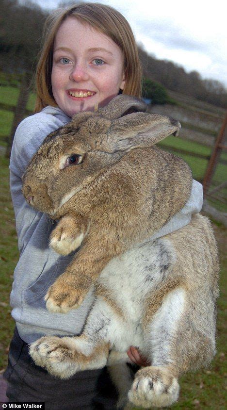 Biggest Bunny In The World