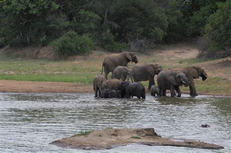 Interesting And Surprising Facts About Elephants Kapama Blog