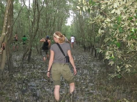 Knee Deep In Mud Birding In The Mangrove Forest Picture Of Tour De