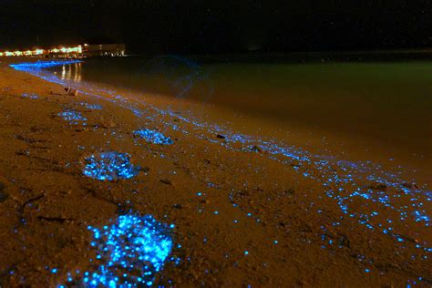 Bioluminescent Beaches Robotspacebrain