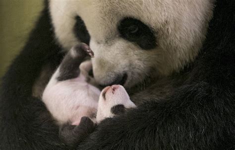 Les 10 Photos Les Plus Craquantes Du Bébé Panda Né Au Zoo De Beauval