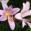 Lycoris Species Magic Lily Naked Lady Resurrection Lily Surprise