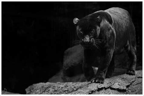 Black Jaguar Wallpapers Top Free Black Jaguar Backgrounds