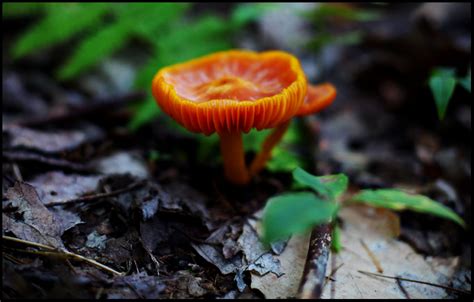 Katie Barnes Photography Rainbow Mushrooms And A Toad