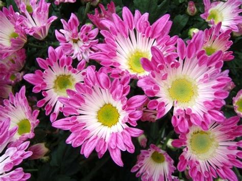 Jual 5 Benih Bibit Bunga Krisan Chrysanthemum Morifolium Di Lapak