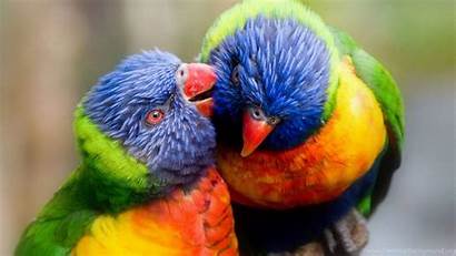 Colorful Birds Parrots Wallpapers Desktop Background Water