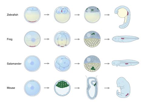 Primordial Germ Cell Development Andrew Tubelli