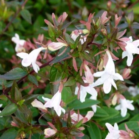 Abelia Sherwood White Flowers With A Hint Of Pink Seeds Plants Bulbs