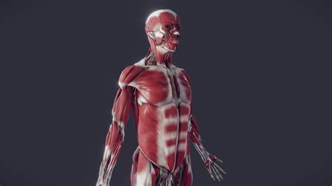 Muscleoskeletal With Nerves Vessels Lymphatics By Ebers Arteries And