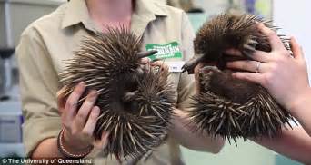Male Echidnas Have Four Headed Penises But Scientists Crack Breeding In