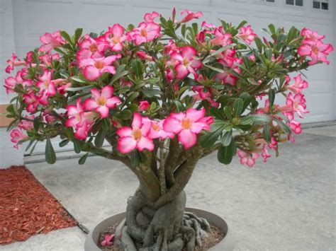 Abelia edward goucher, fiore rosa. Rosa del deserto pianta - Piante grasse - Caratteristiche della rosa del deserto