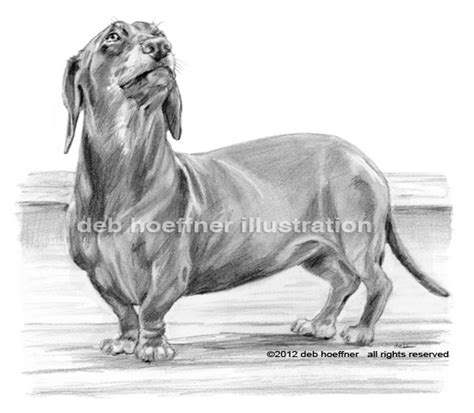 This book showcases two different styles of drawing for each animals, that way you can learn to draw each animal in 2 different looks. Dachshund drawings for book sensitive pencil illustrations of animals by illustrator deb hoeffner