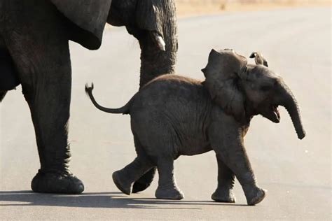 10 Adorable Baby Elephant Facts Amazing Elephant Facts