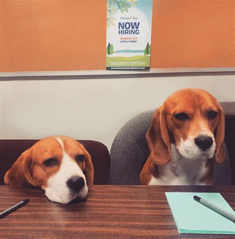 Come meet humane society of southern wisconsin's pets. Pin by Foxfirebeagles on Beagles in 2020 | Golden ...