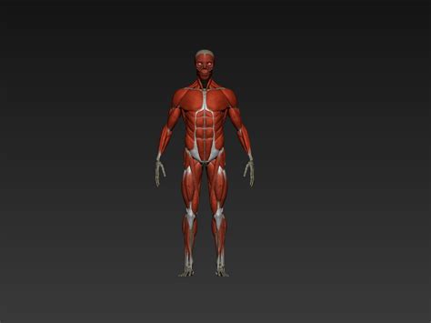 Male Ecorche Human Anatomy Bones And Muscles 3D Model 13 Ztl Obj