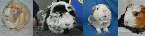 Faqs Guinea Pig Rescue And Rehoming Adelaide