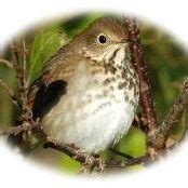 Maybe you would like to learn more about one of these? Hermit Thrush Cabin - Hermit Thrush Cabin