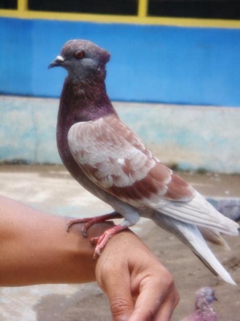 Maybe you would like to learn more about one of these? Gambar Burung Merpati | GAMBAR BURUNG HIAS,PIARAAN,KICAU