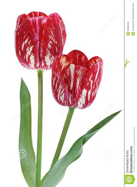 Red Tulip Flowers Stock Image Image Of Composition Design 55865943