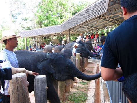A memorable visit tentang kenyir elephant conservation village. Kenyir Elephant Village (KEV), Terengganu | Terengganu ...