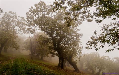Around palazzuolo the flourishing woodland area surrounding it allows products outstanding in the autumn, and for this reason the traditions present in. Autunno | Nature, Country roads, Vista