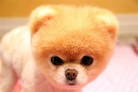 Boo Lhistoire Du Chien Le Plus Mignon Au Monde Yzgeneration