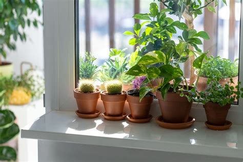 10 Easiest Houseplants To Grow Indoors Indoor Garden Tips