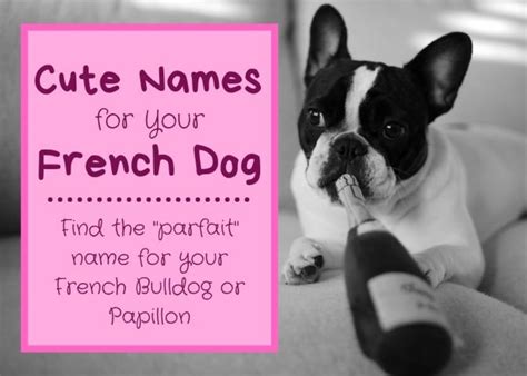 We have over 100 cute, funny, and famous options for girls and boys. 40 Best White Dog Names for a Cute Puppy (From Albus to ...