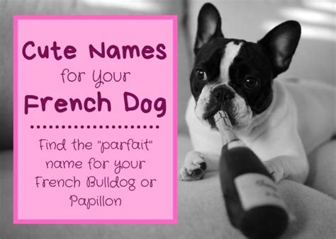 Giving your bulldog the right name is crucial. Cute French Dog Names for a Papillon or French Bulldog ...