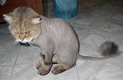 11 Cute Pictures Of Shaved Cats Lifestyle